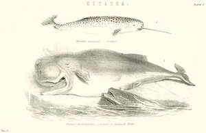 Cetacea da English School